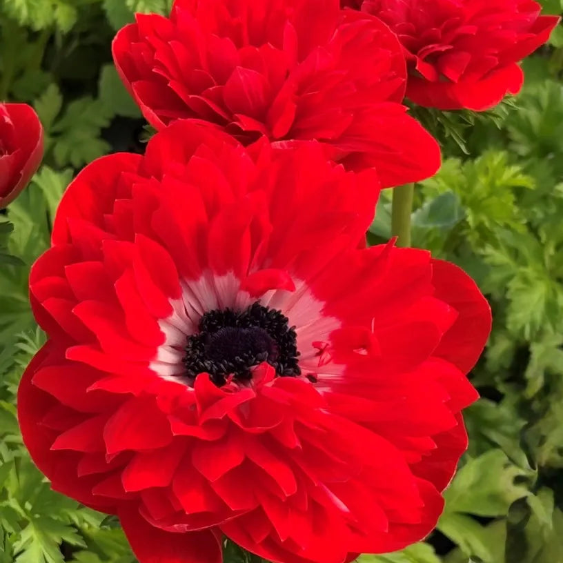 3 bulbos anemonas Levante Rosso