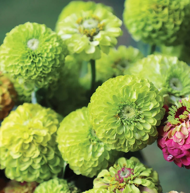 Zinnia Queen Lime