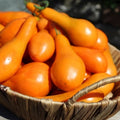 Tomate Mila