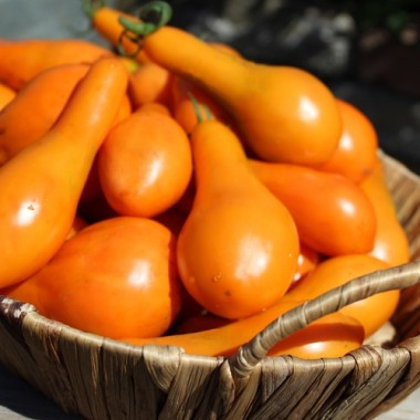 Tomate Mila