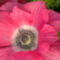 3 bulbos de anemonas Mistral Rosa Antico