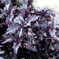 Albahaca Purple Ruffles