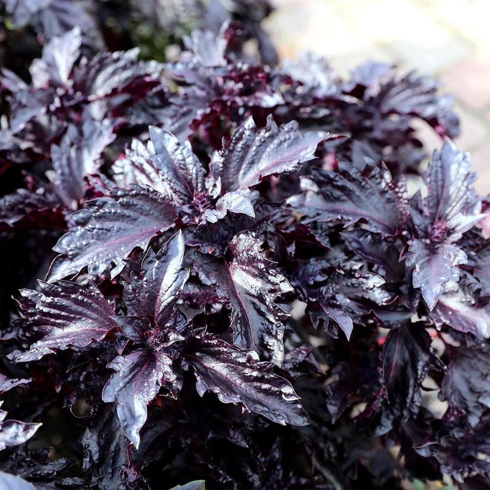 Albahaca Purple Ruffles