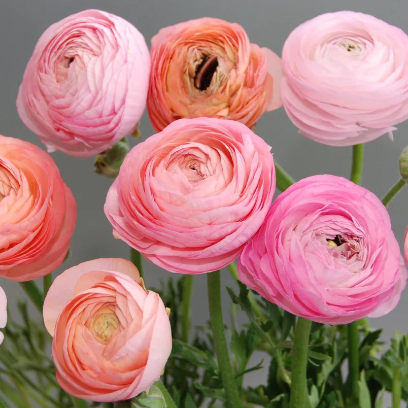 3 bulbos de ranúnculos Amandine pastel