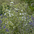 Salvia argentea artemis