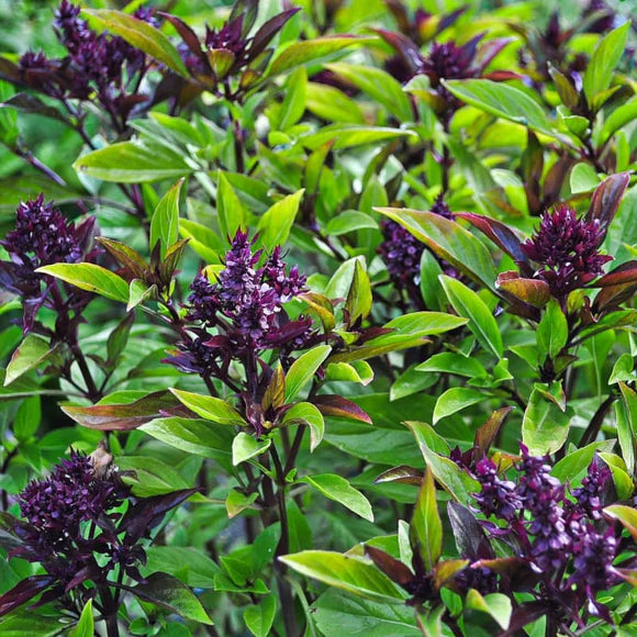 Albahaca Siam Queen