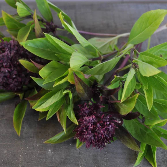 Albahaca Siam Queen