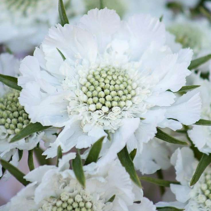 Scabiosa Fama White