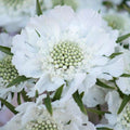 Scabiosa Fama White