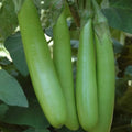 Berenjena Thai Long Green