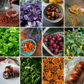 PACK HUERTA TOMATES DE VERANO + despacho gratis + corredor biológico de REGALO + instrucciones de siembra