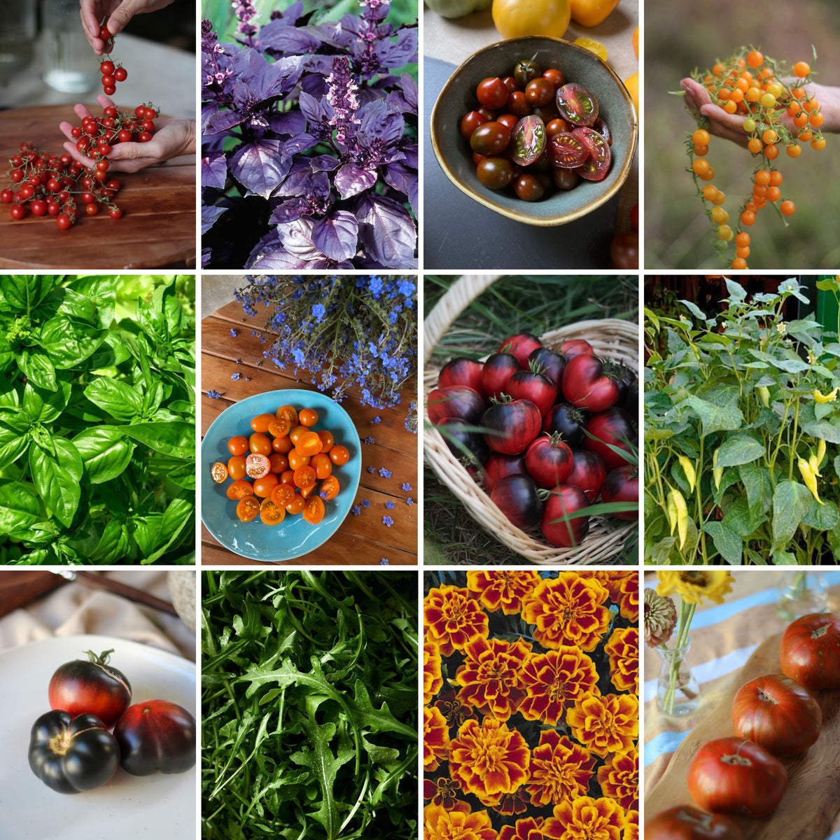 PACK HUERTA TOMATES DE VERANO + despacho gratis + corredor biológico de REGALO + instrucciones de siembra