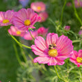 Cosmos Xsenia