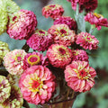 Zinnia Queen Lime Red