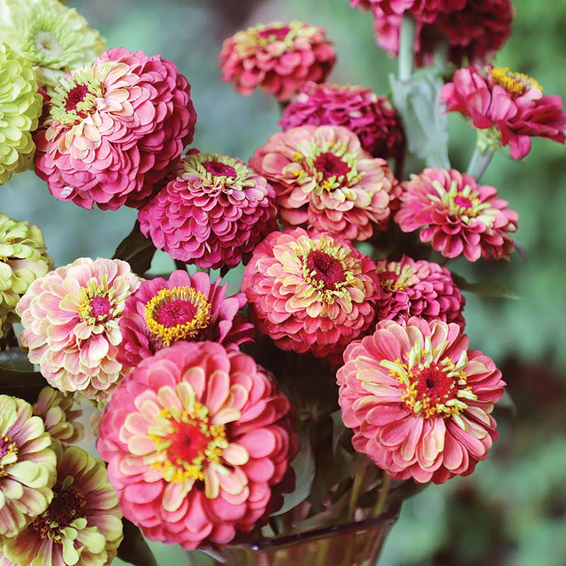 Zinnia Queen Lime Red
