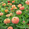 Zinnia Queeny Lime Orange